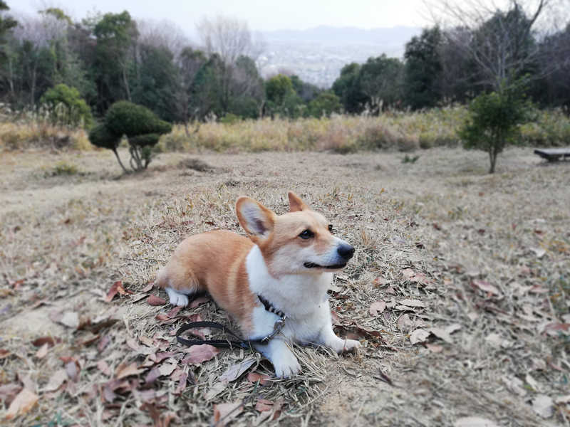 岡山市の探偵犬